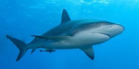 Megalodonun Soyu nasil Tükendi ?